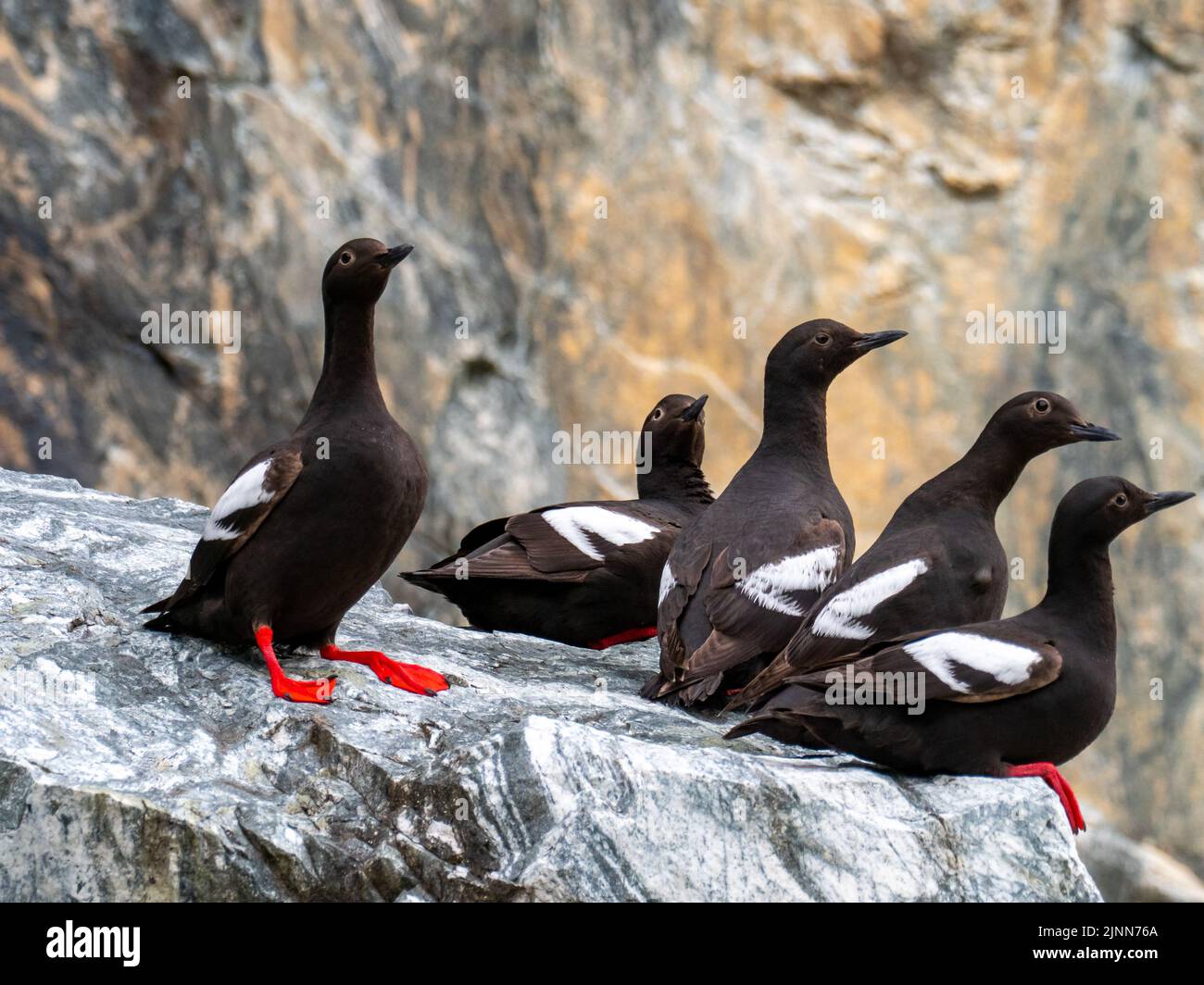 Pigeon Guillemot, Cepphus columba, displaying on a rock with red feet and mouth in Tracy Arm, Southeast Alaska Stock Photo