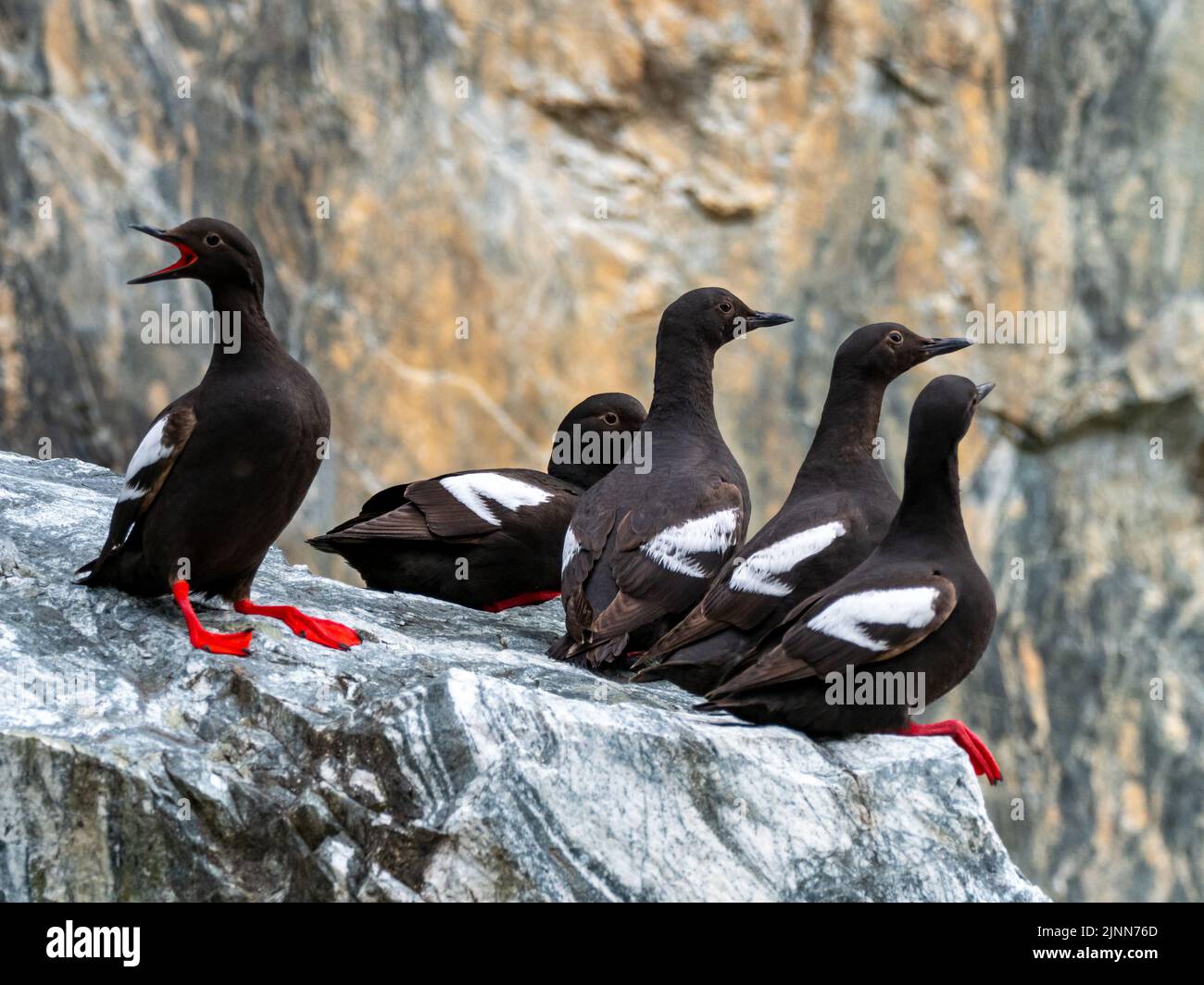 Pigeon Guillemot, Cepphus columba, displaying on a rock with red feet and mouth in Tracy Arm, Southeast Alaska Stock Photo