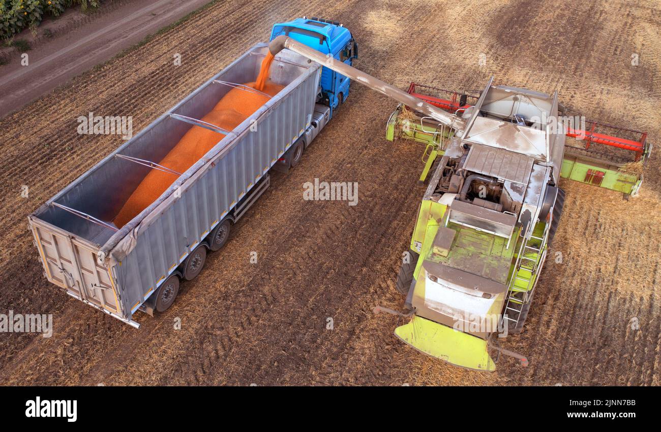 The combine delivers threshed grain to the truck. Harvest season in