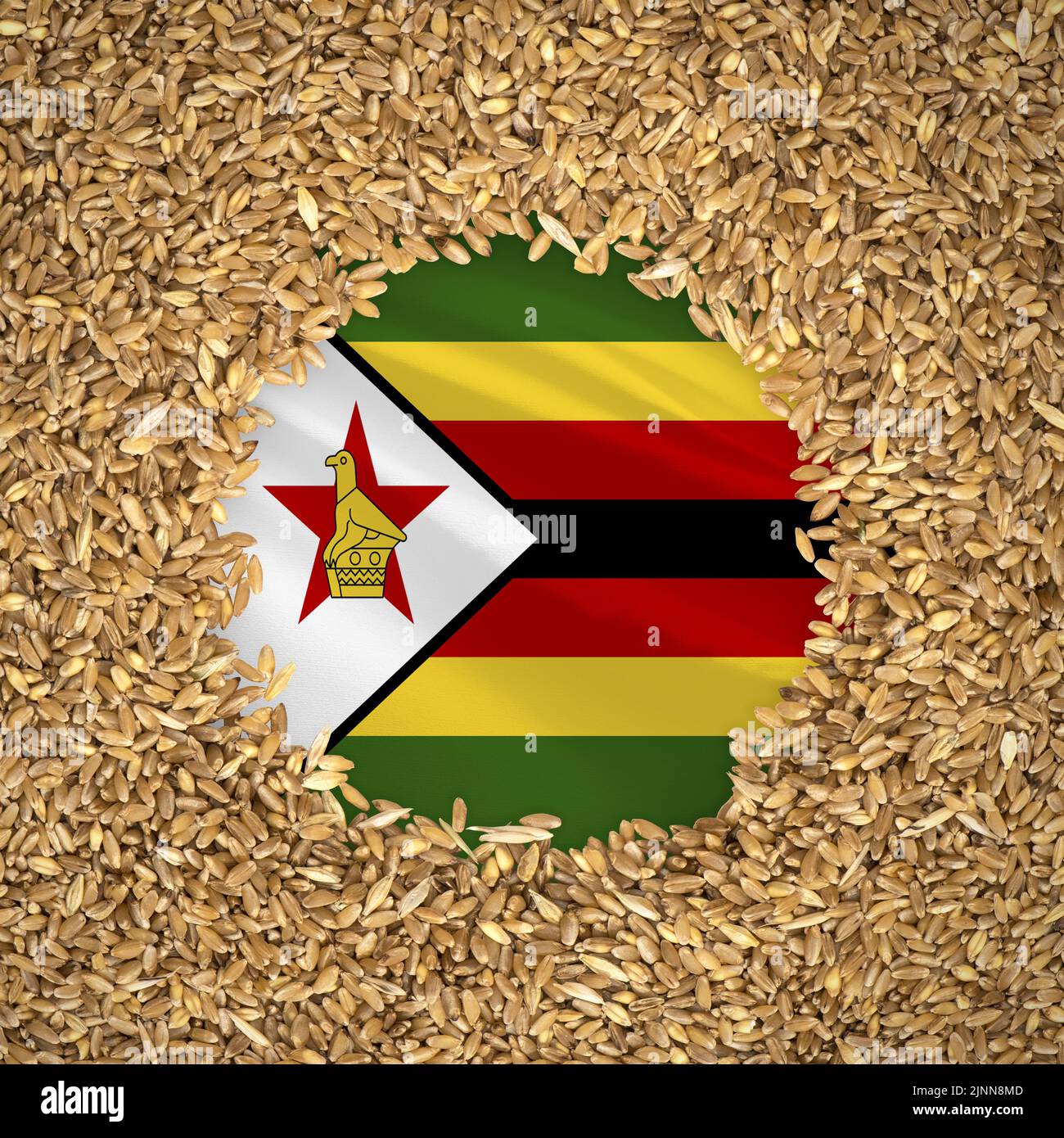 Flag of zimbabwe with grains of wheat. Natural whole wheat concept with flag of zimbabwe Stock Photo