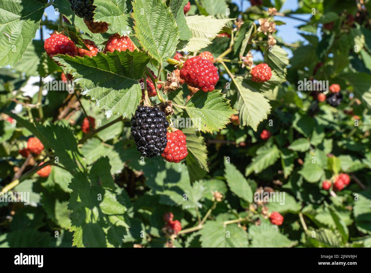 Blackberries ripening on a bush at local orchard in rural Pennsylvania Stock Photo