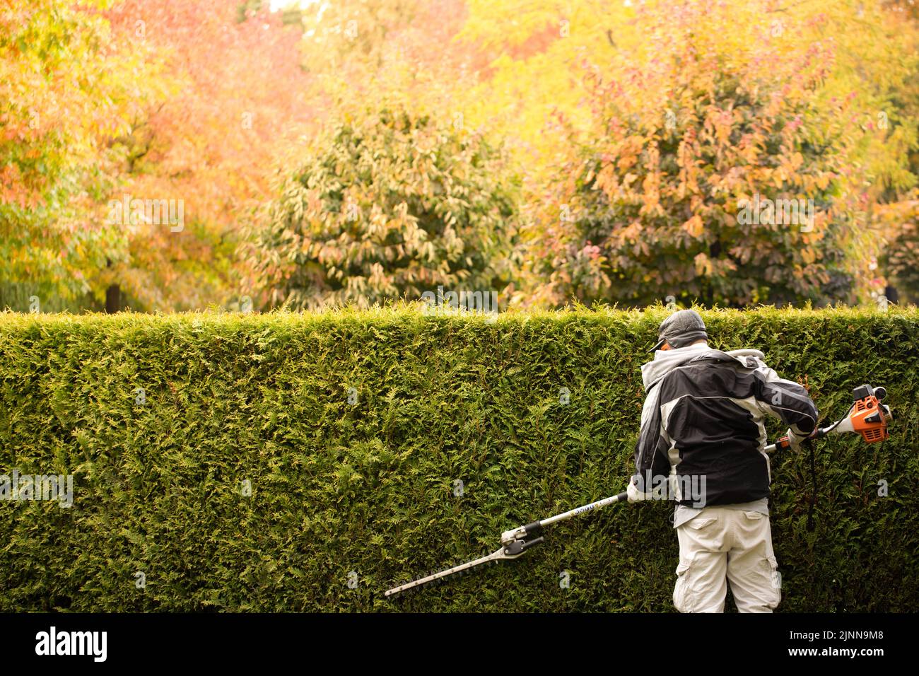 A gardener trims a hedge of thuja, evergreen plants. Gardener services