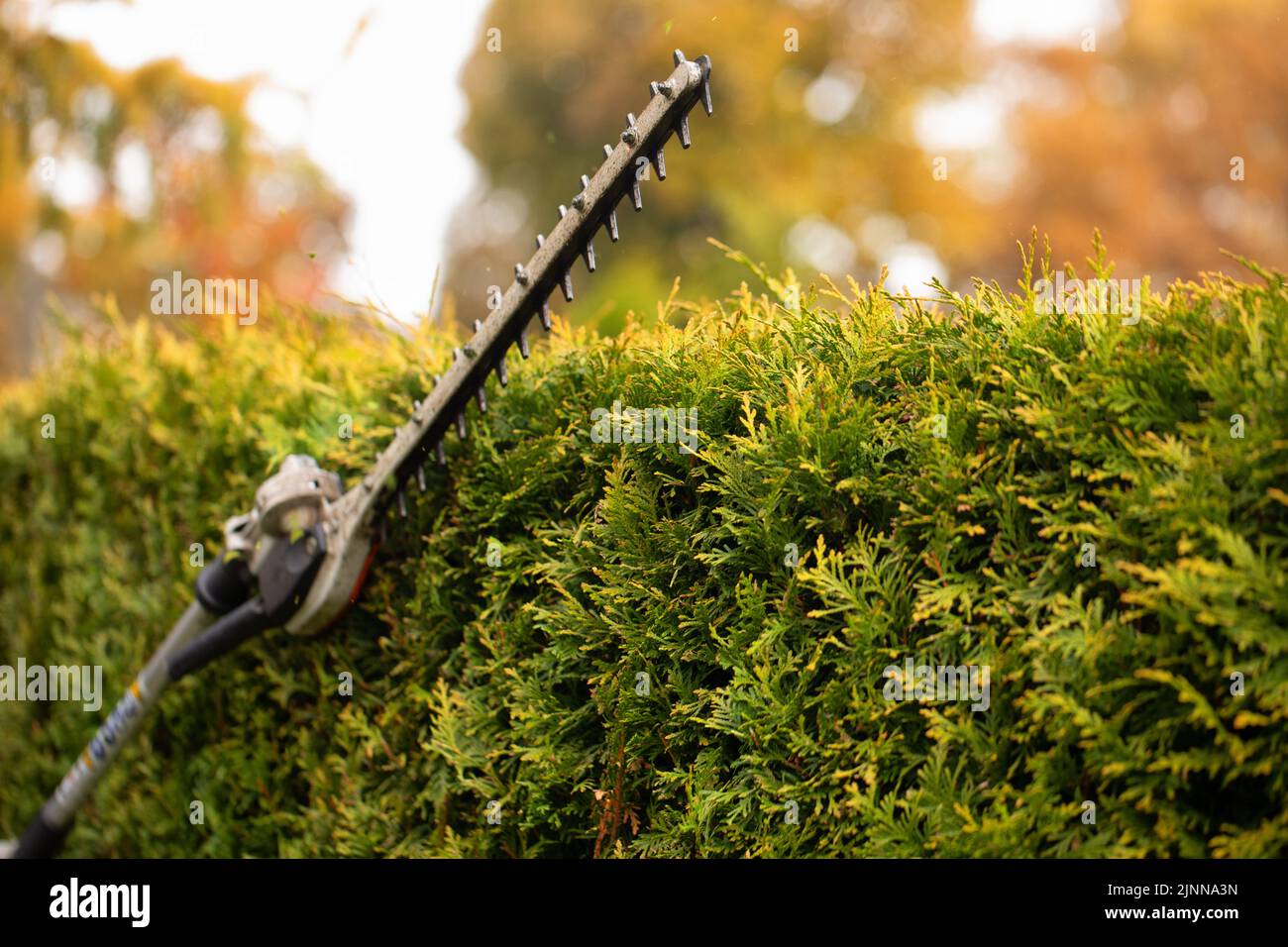 Gardener services. Hedge cutting. The blade of a gasoline trimmer trims
