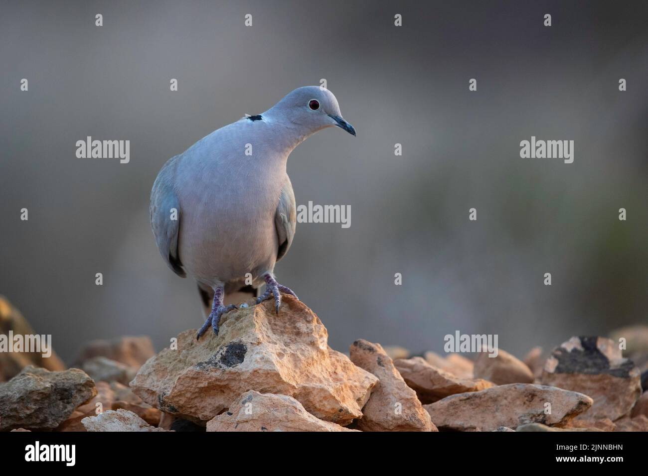 Eurasian Collared Dove (Streptopelia decaocto), Fuerteventura, Spain