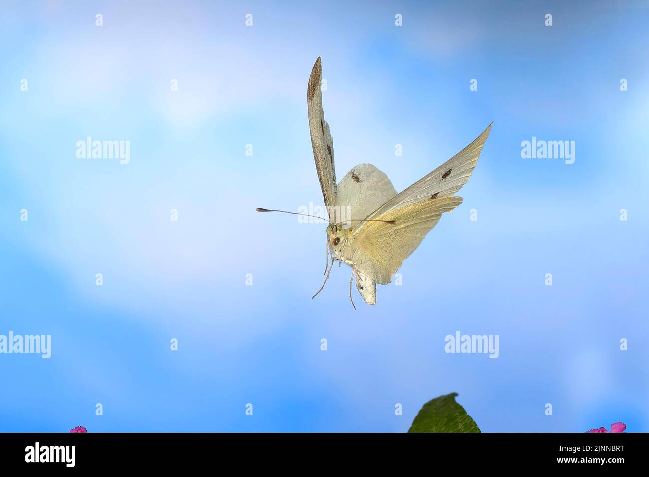 Cabbage butterfly (Pieris brassicae), in flight, highspeed nature photo
