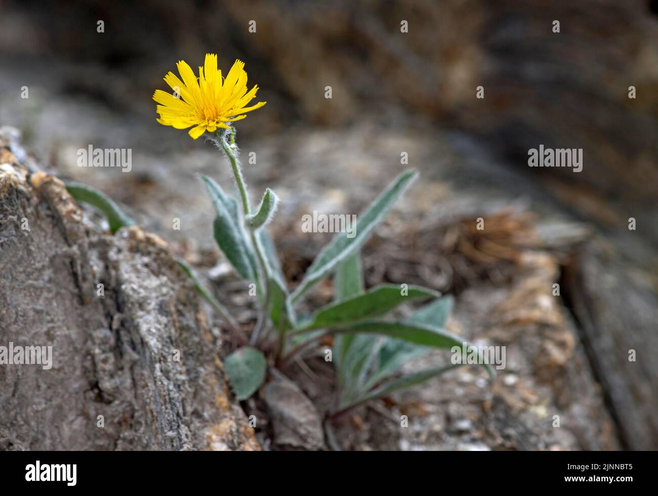 Alpine Hawkweed (Hieracium alpinum), Binntal, Valais, Switzerland Stock Photo