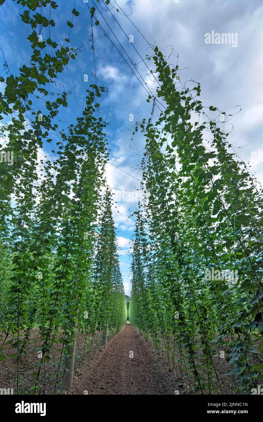 Hop (Humulus lupulus) cultivation in Franconia, Bavaria, Germany Stock Photo