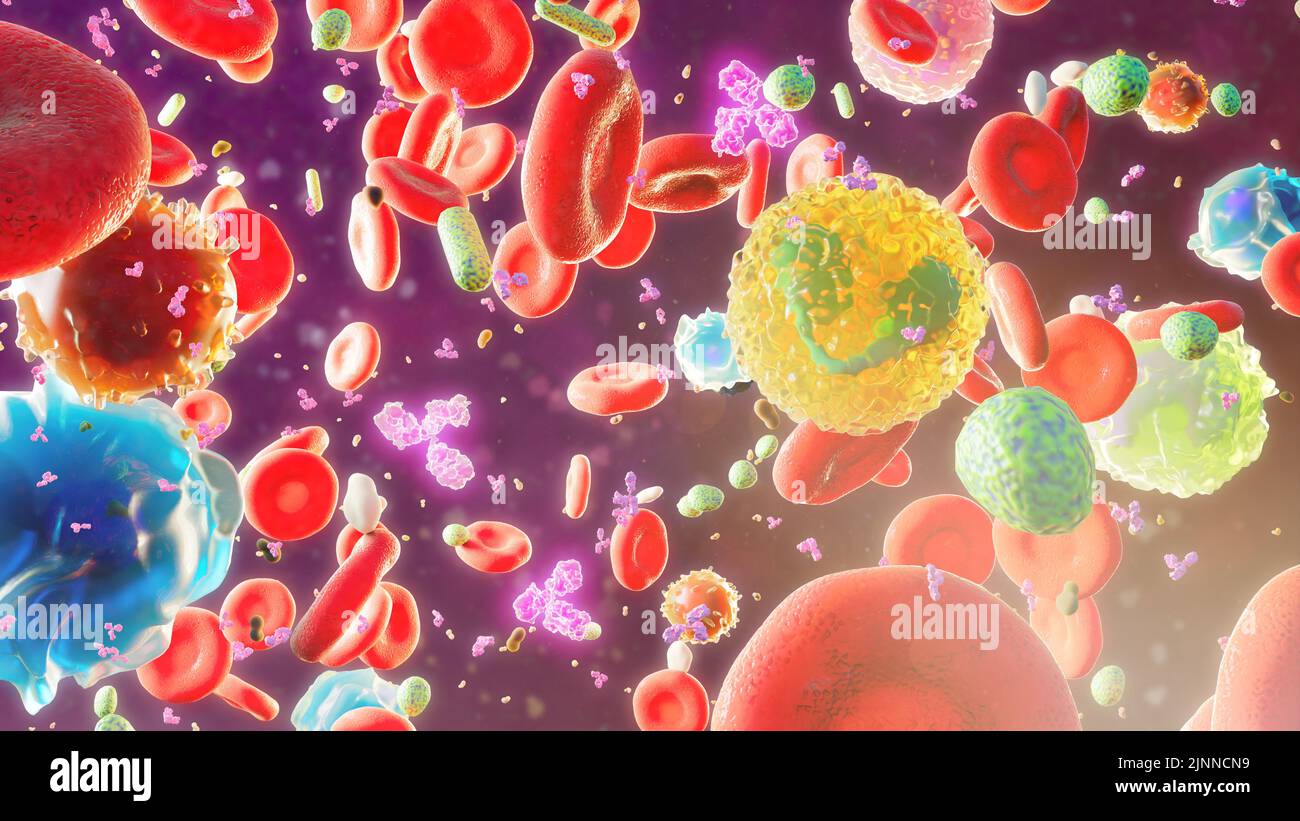Blood cells with IgG antibodies and bacteria, illustration Stock Photo