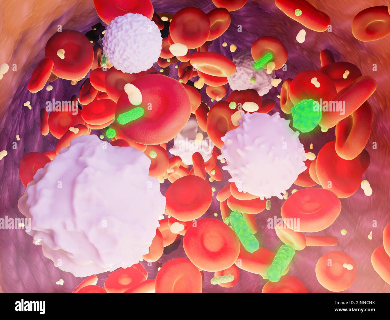 Blood cells in a blood vessel with bacteria, illustration Stock Photo