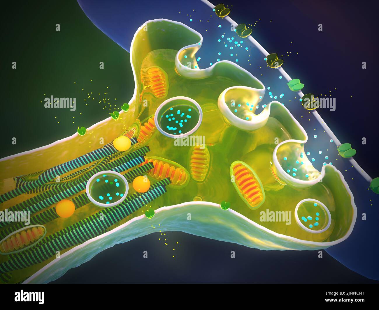 Cross-section of a synapse, illustration Stock Photo