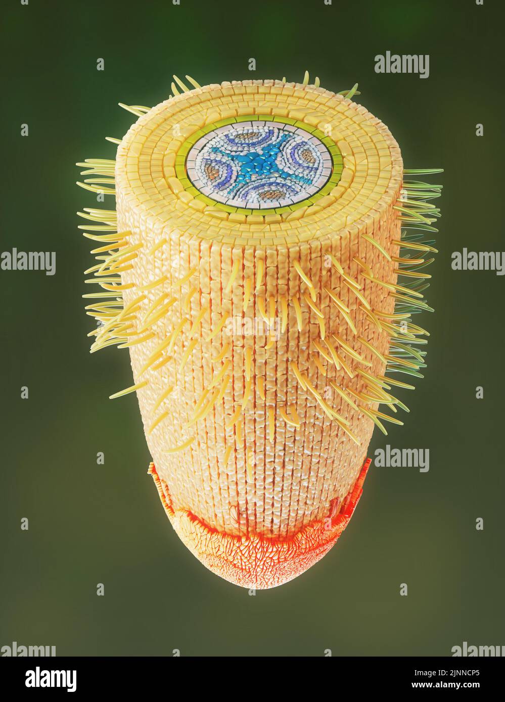 Plant root structure, illustration Stock Photo
