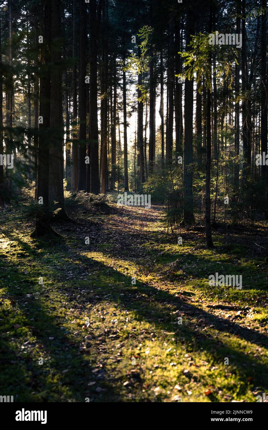 Shadows cast by the trees in the evening sun in the Black Forest, Unterhaugstett, Germany Stock Photo