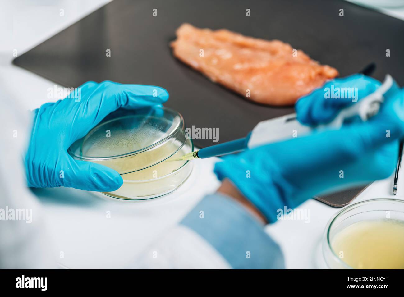 Quality control inspector testing poultry sample Stock Photo