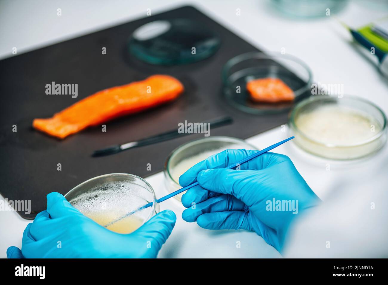 Quality control inspector testing fish sample Stock Photo