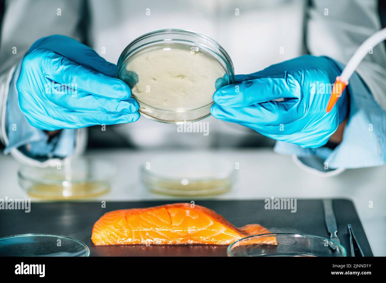 Quality control inspector testing fish sample Stock Photo