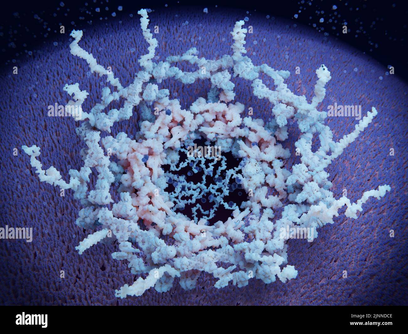 Nuclear pore complex, molecular model Stock Photo