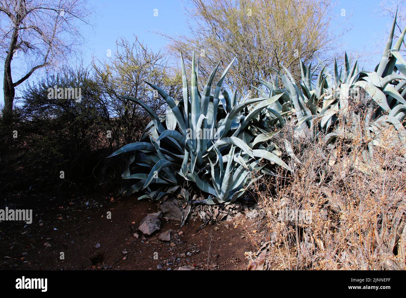 Agave cactus plant on the hill in Santiago, Chile Stock Photo