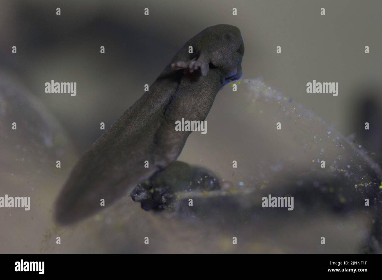 Common frog (Rana temporaria), freshly hatched larva with visible