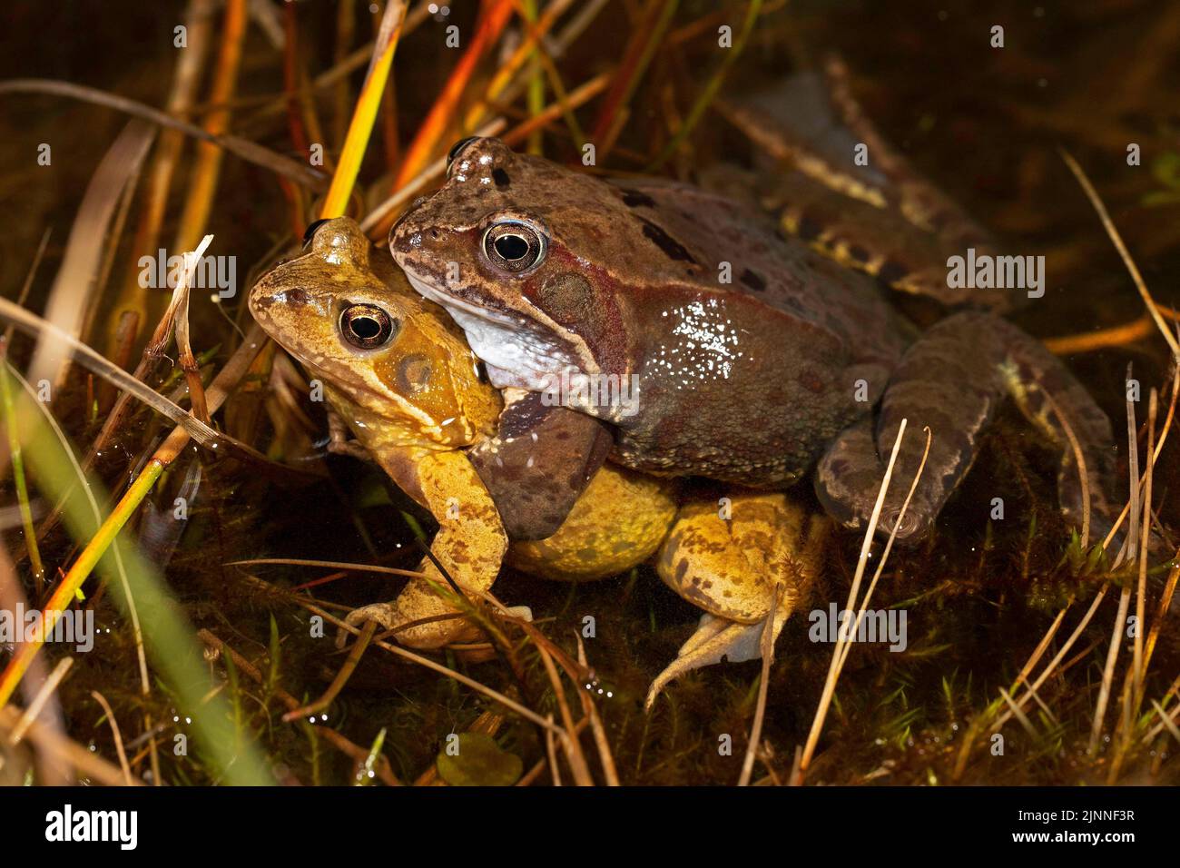 Amplexus Common frog (Rana temporaria), pair in amplexus, Thuringia, Germany ...