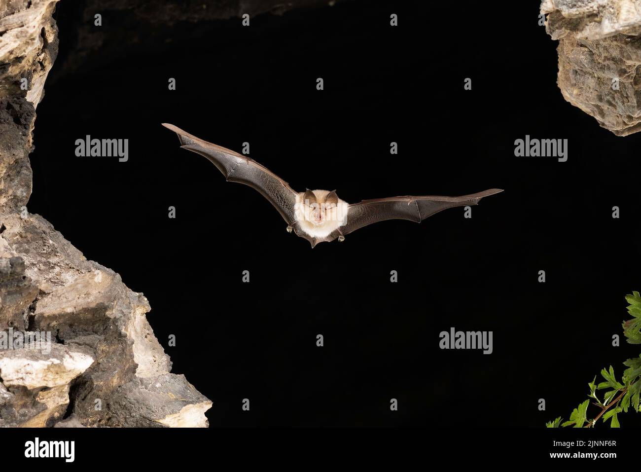 Lesser horseshoe bat (Rhinolophus hipposideros) in flight, bat