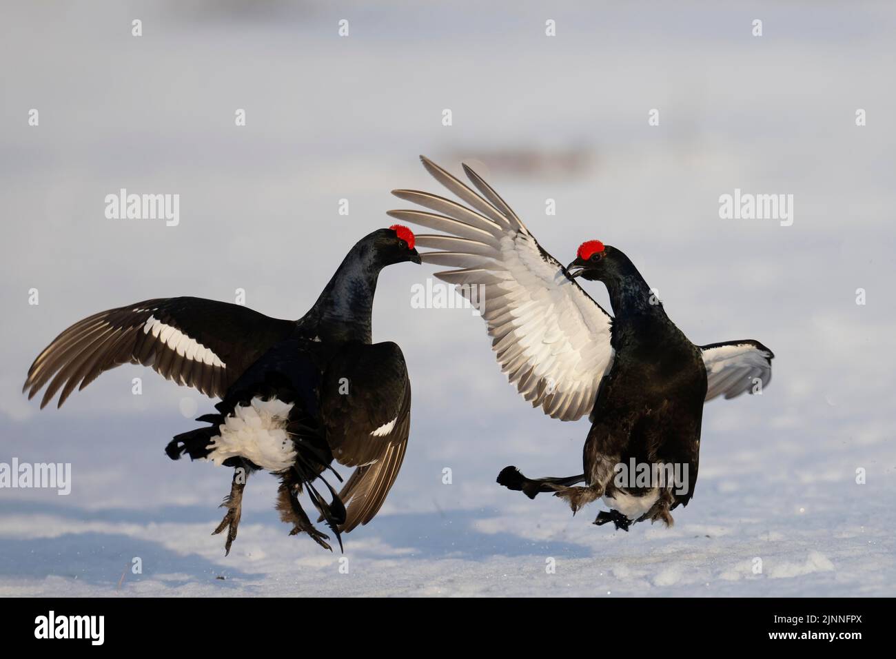 Black grouse, Hamra National Park, Dalarna, Sweden Stock Photo