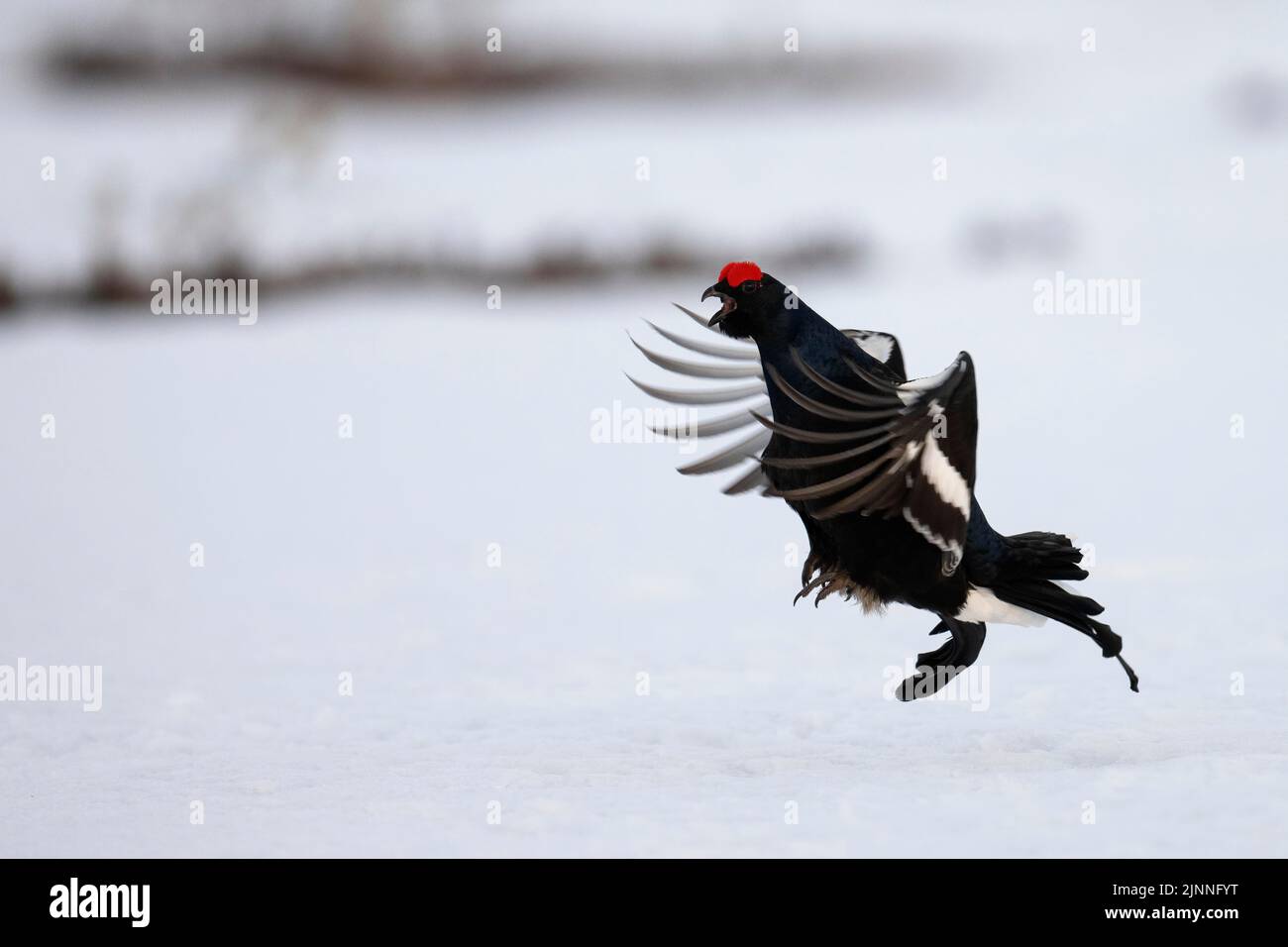 Black grouse, Hamra National Park, Dalarna, Sweden Stock Photo
