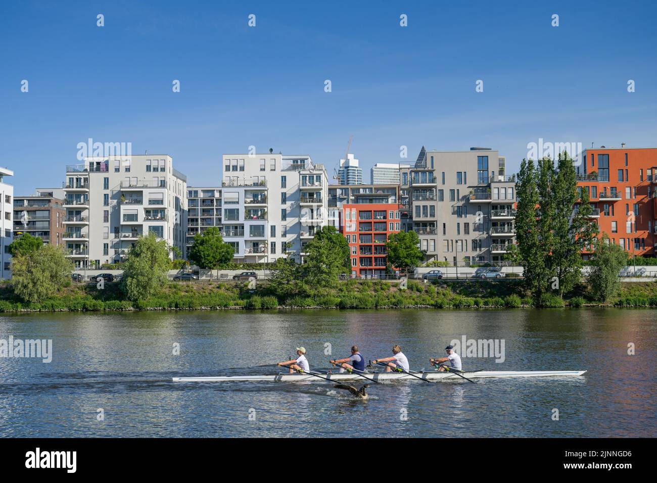 New buildings, townhouses, Westhafen, Karpfenweg, Main, Rowers, Frankfurt am Main, Hesse, Germany Stock Photo