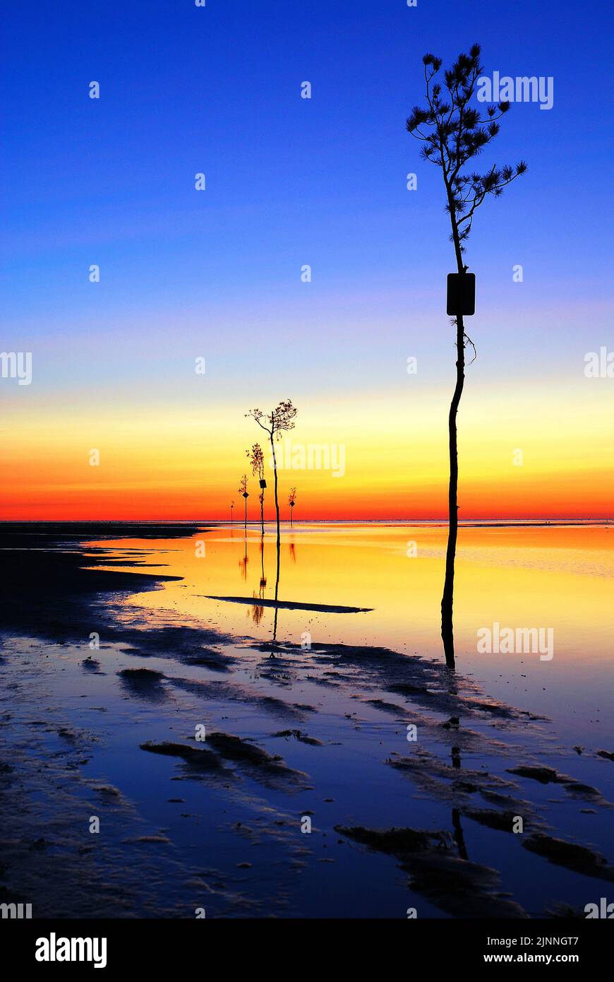 Trees are placed in the water near Rock Harbor on Cape Cod to mark the