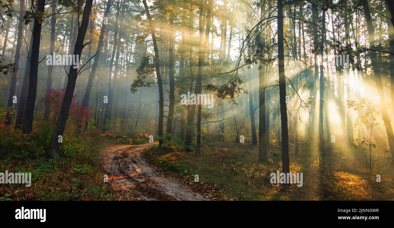 Dawn in the autumn forest. The sun's rays break through the morning fog ...