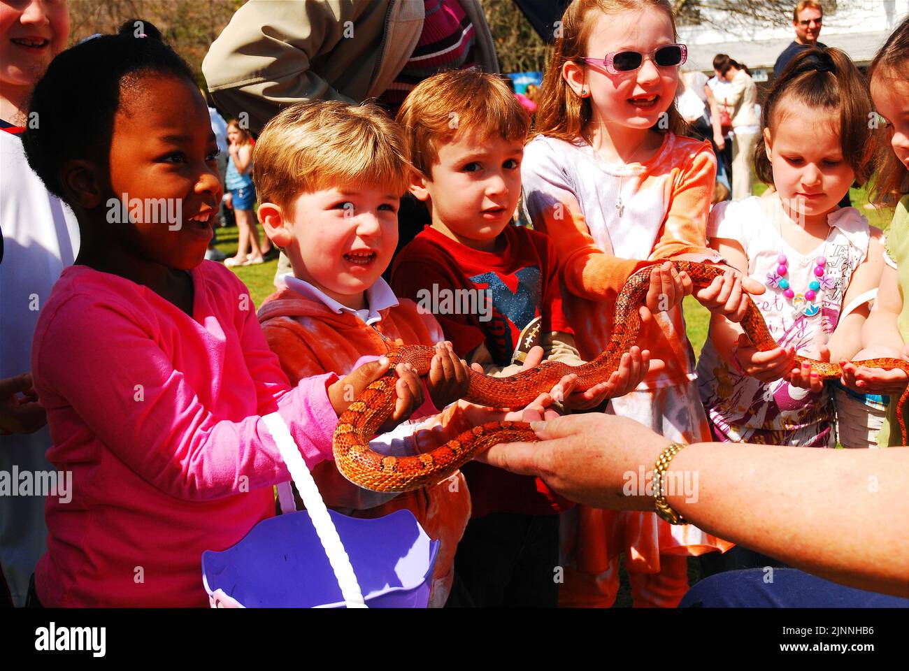 On a school field trip, a group of diverse elementary students get hold a long corn snake and feel its scales Stock Photo