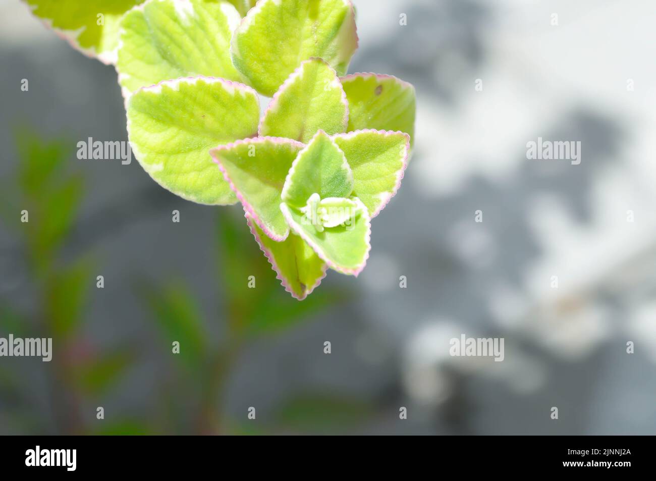 Indian borage, Country borage or Oreille or Oregano or Plectranthus amboinicus or Spreng or Coleus amboinicus Lour or Coleus aromaticus Benth or LAMIA Stock Photo