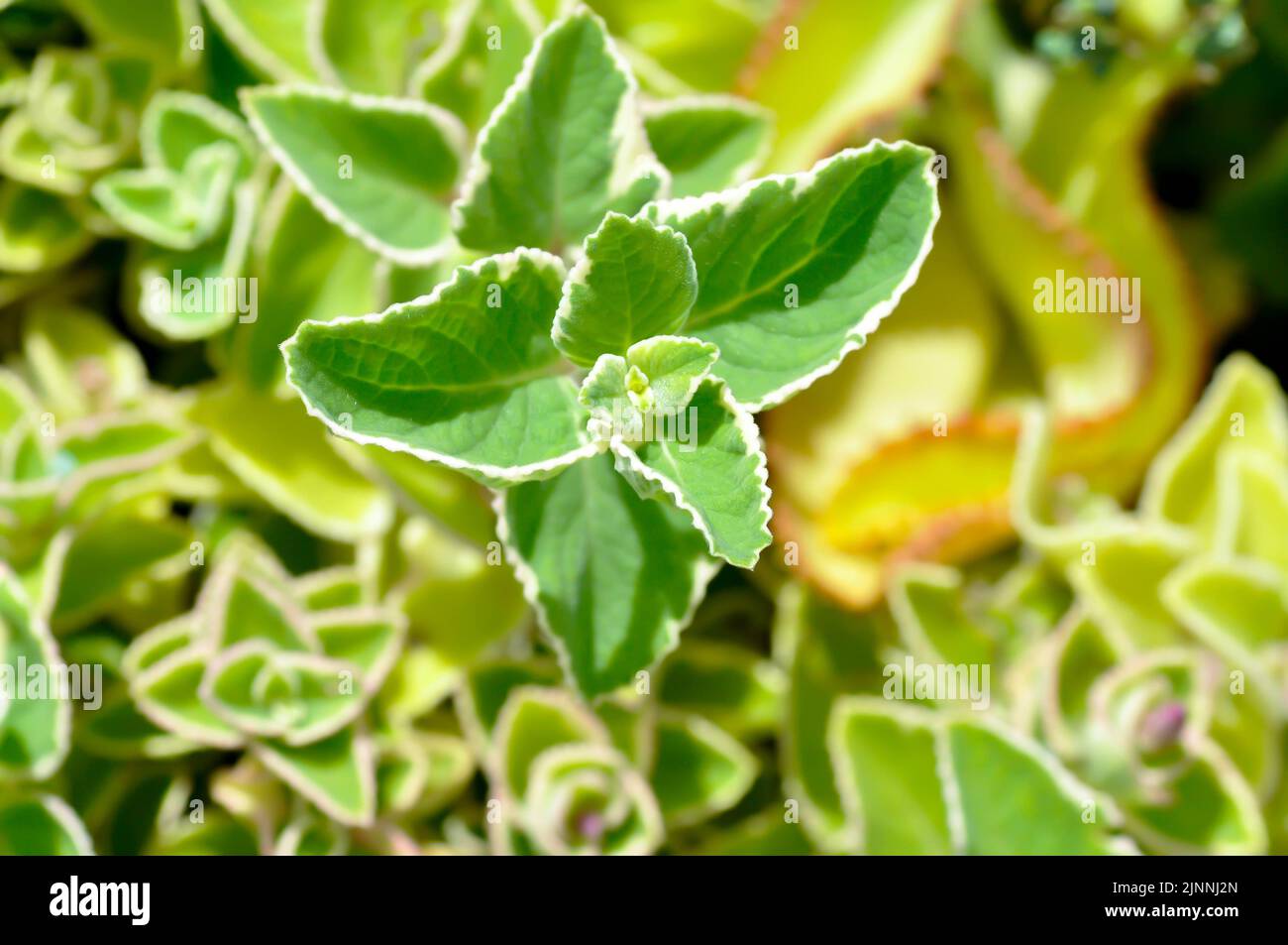 Cuban Oregano, LAMIACEAE or Mexican mint or Plectranthus amboinicus variegatus or Spanish thyme or oregano plant Stock Photo