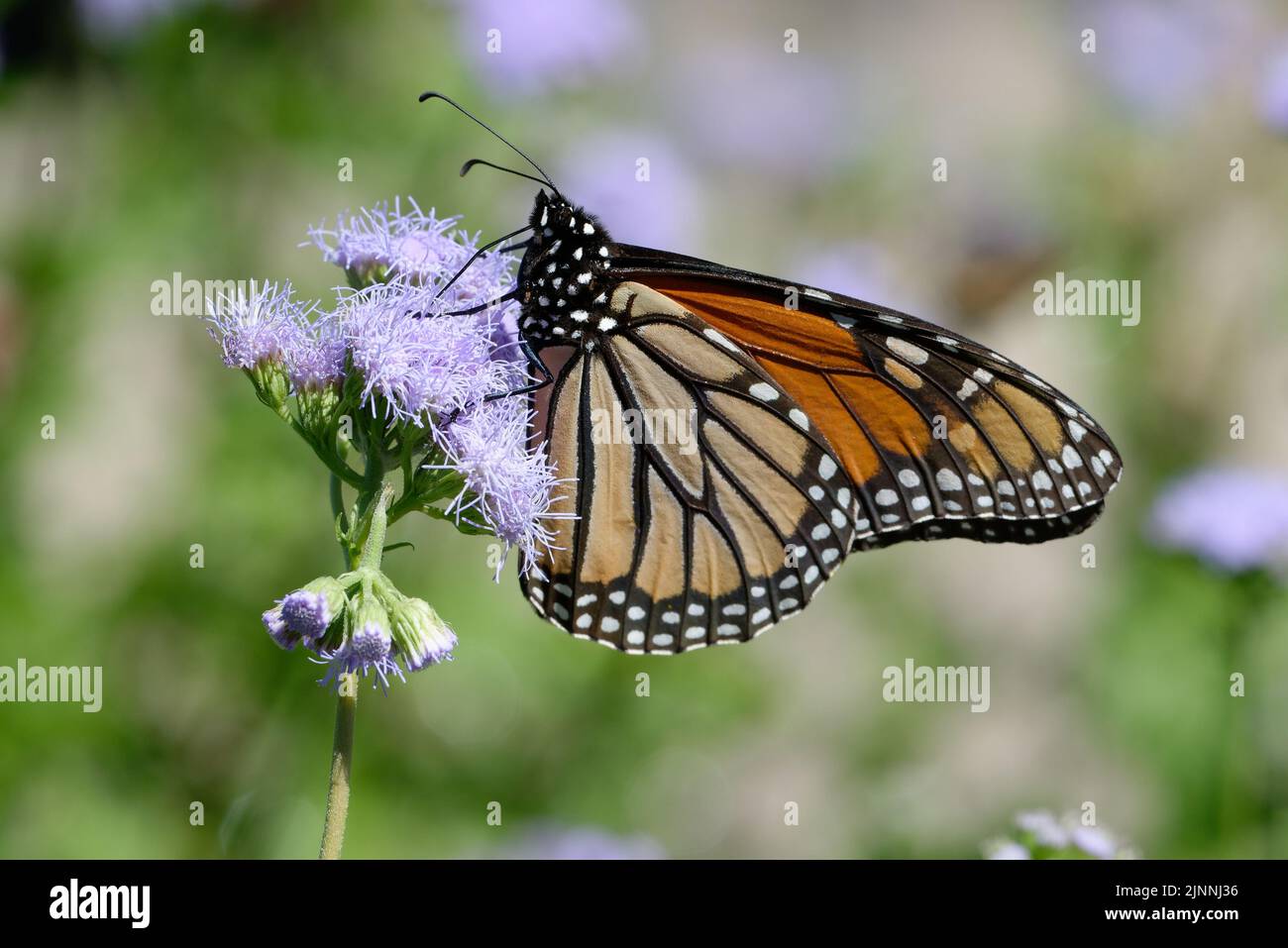 Monarch feeding on mistflower Stock Photo