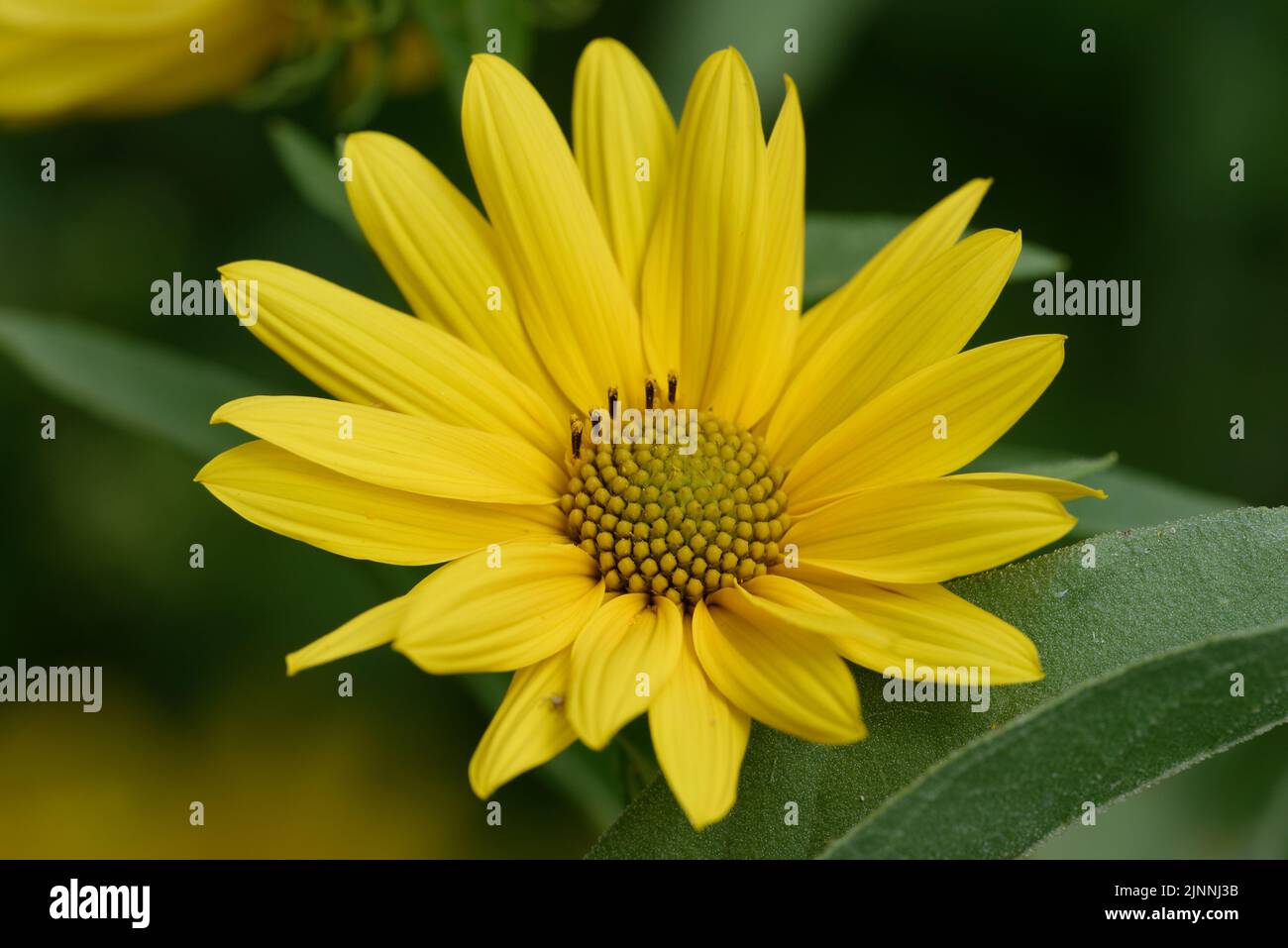Maximilian Sunflower Stock Photo