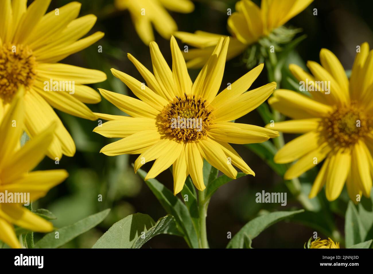 Maximilian Sunflower Stock Photo