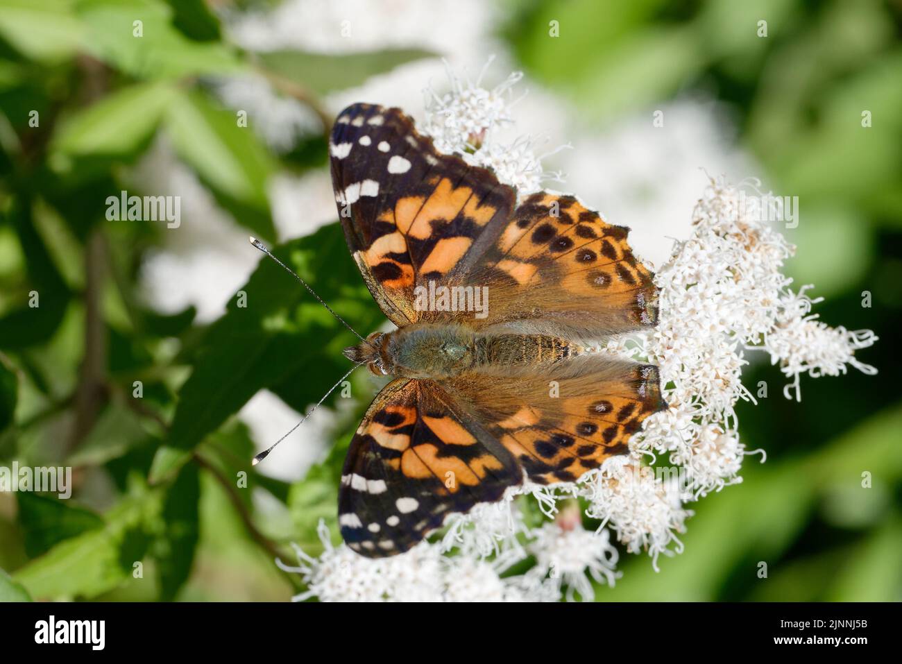American painted lady Stock Photo