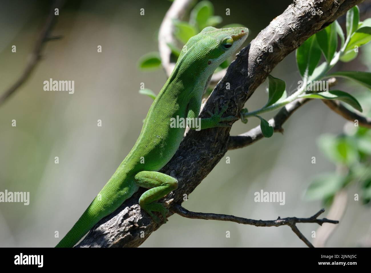 Green Anole Stock Photo