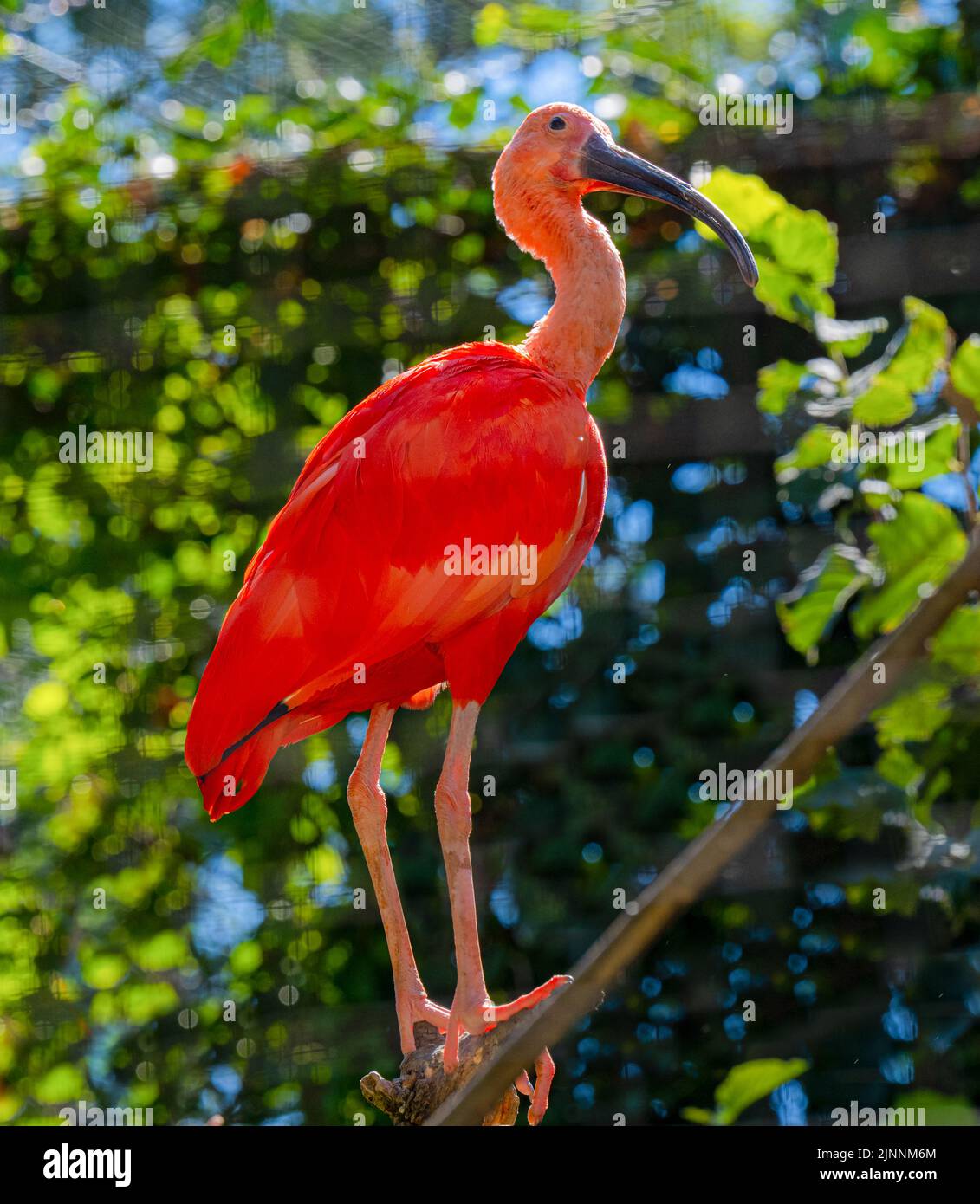 Scarlet Ibis Tropical Species Hi res Stock Photography And Images Alamy scarlet-ibis-tropical-species-hi-res-stock-photography-and-images-alamy