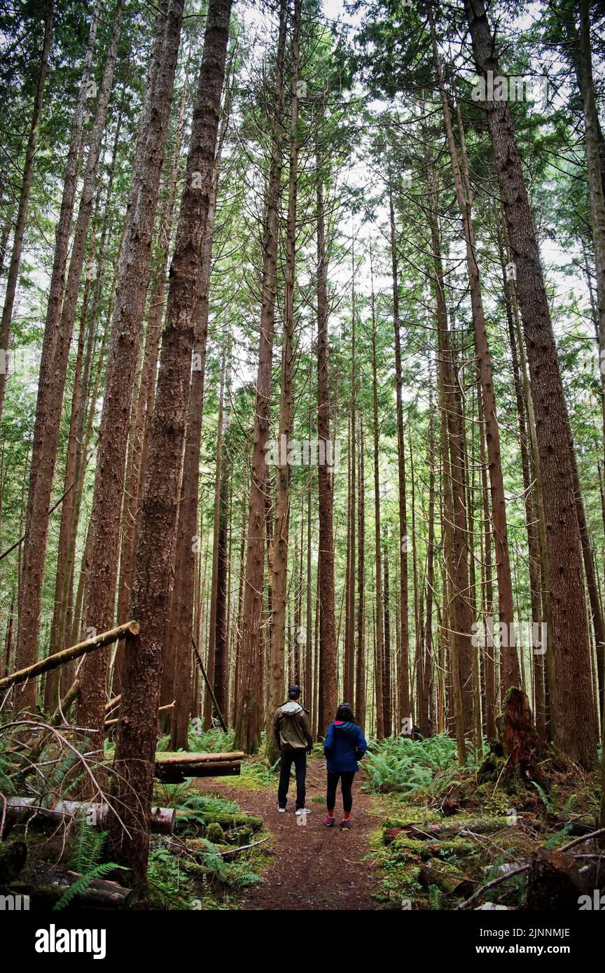 Couple hiking in beautiful forest with tall cedar trees Stock Photo