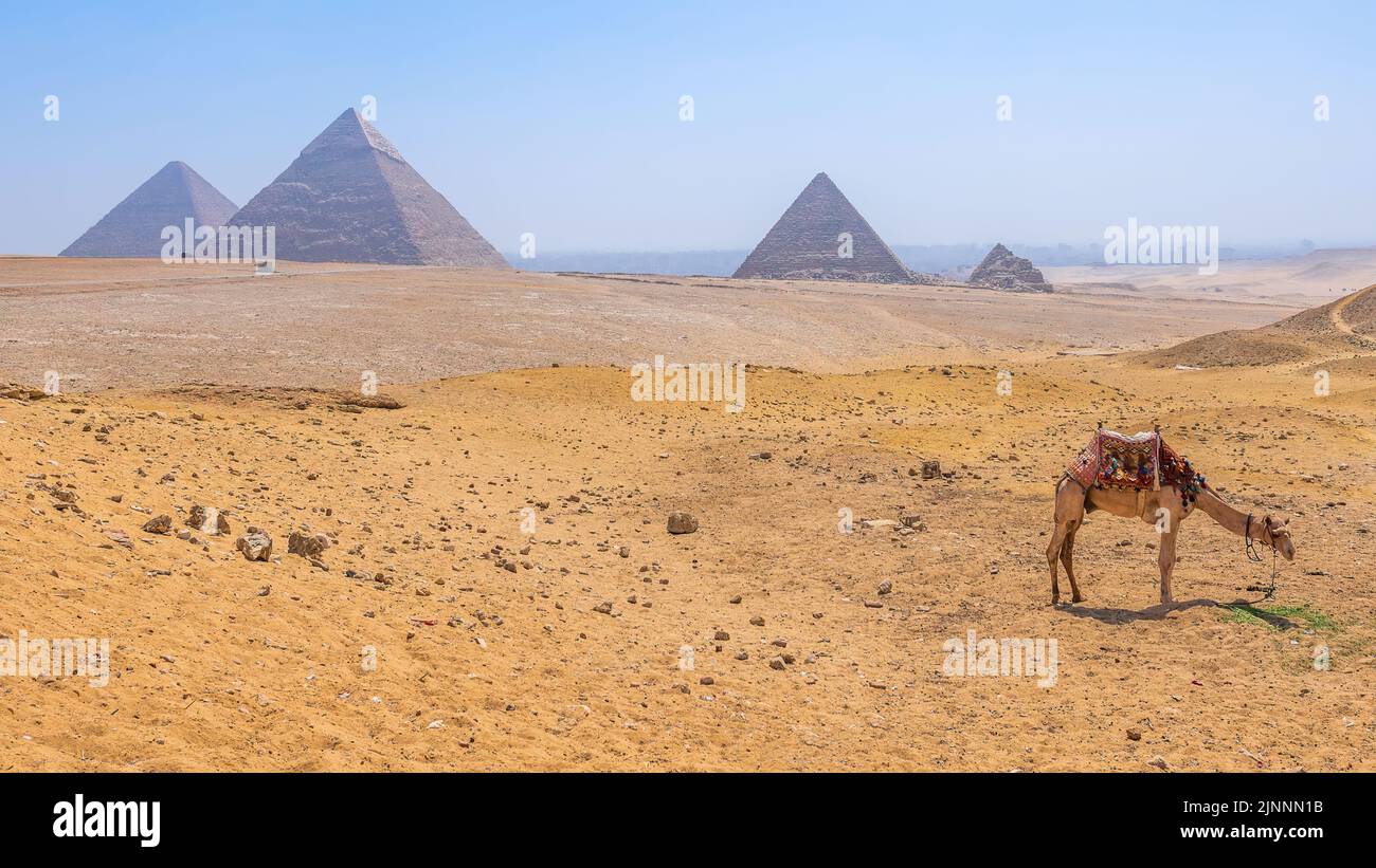 A Camel with a view of the pyramids at Giza, Egypt Stock Photo