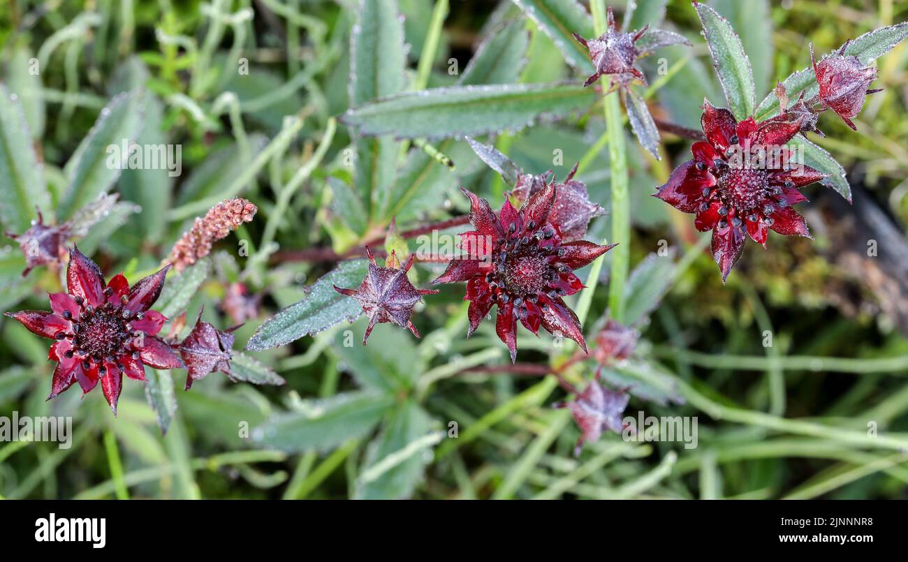 Purple marshlocks Stock Photo