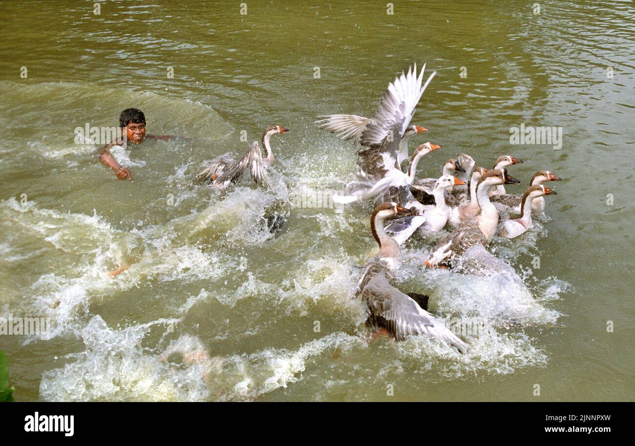 Children playing duck duck goose hi-res stock photography and images ...