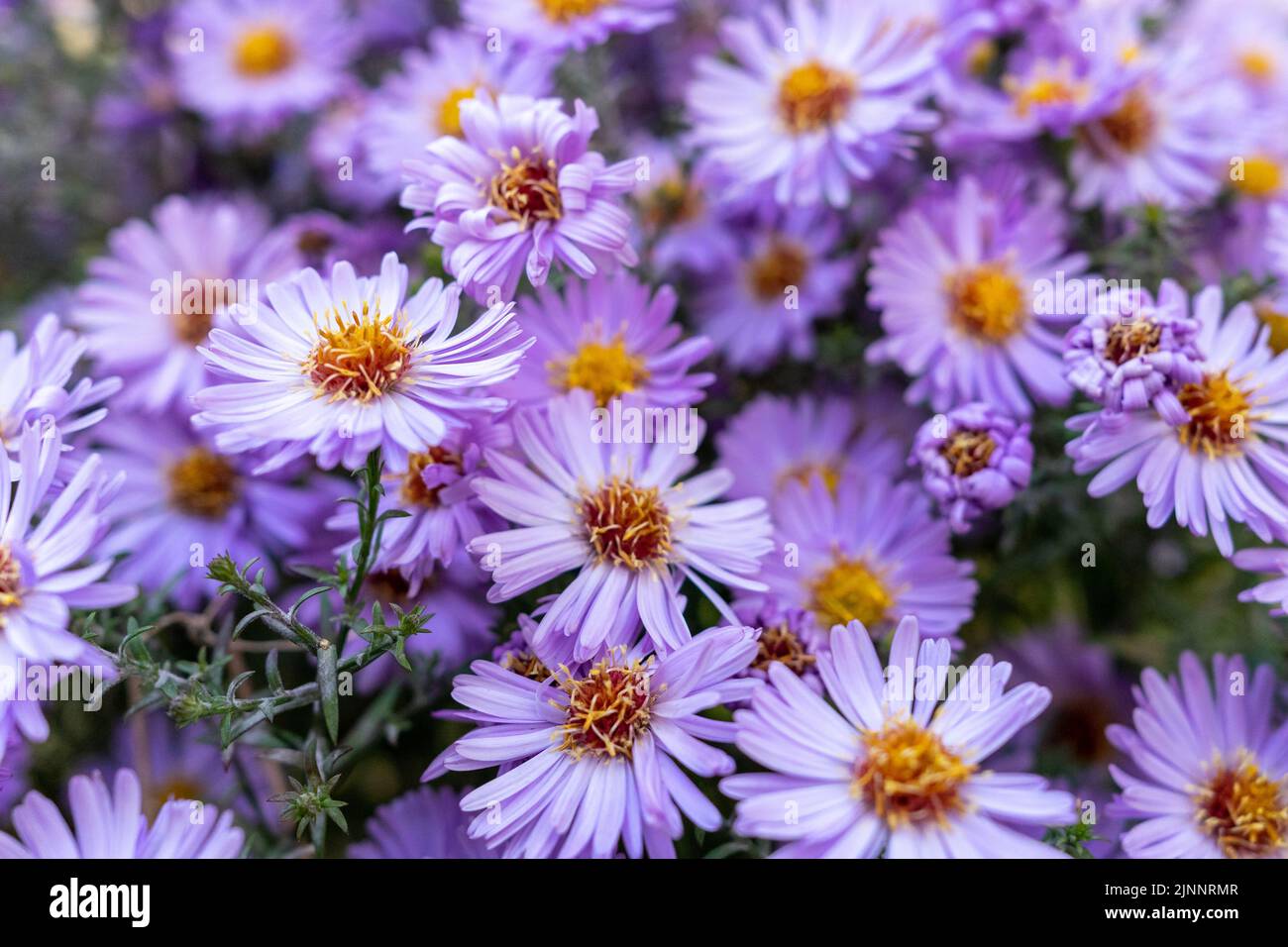 Many fragrant aster flowers close-up. Background with purple flowers. Stock Photo