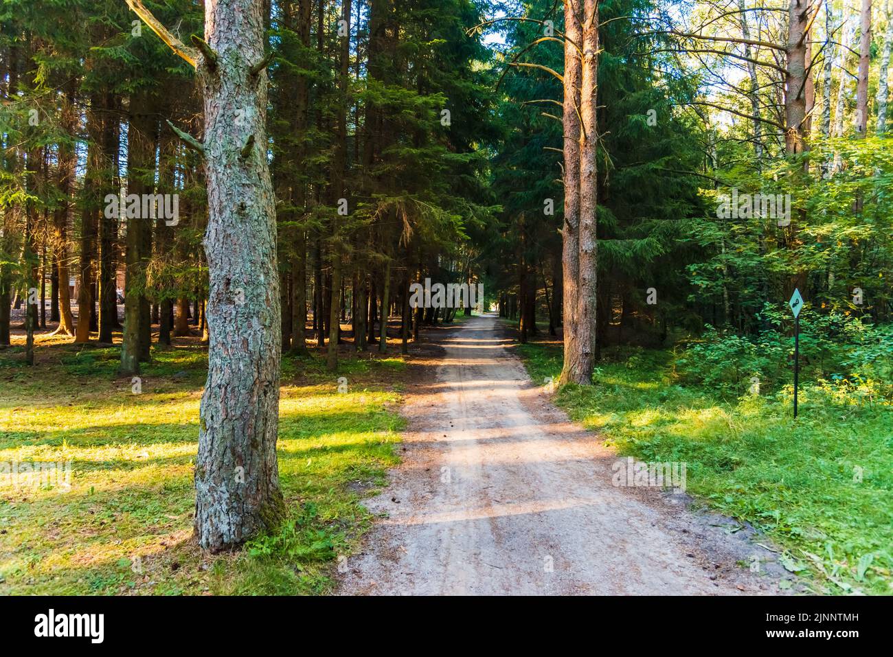 Empty path in the forest on sunny summer evening. Stock Photo