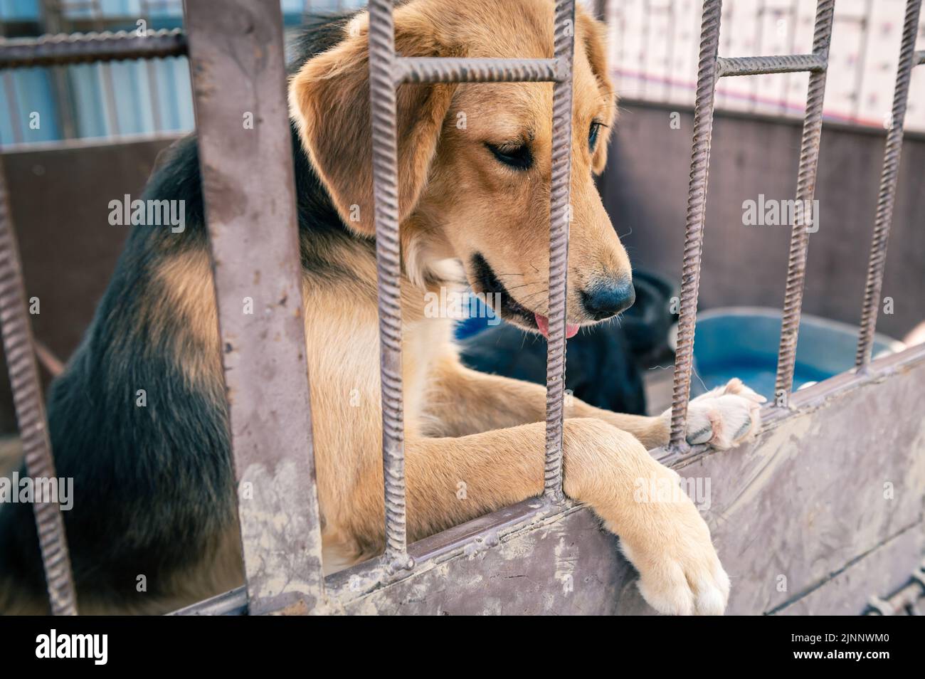 Dog in animal shelter waiting for adoption. Portrait of red homeless