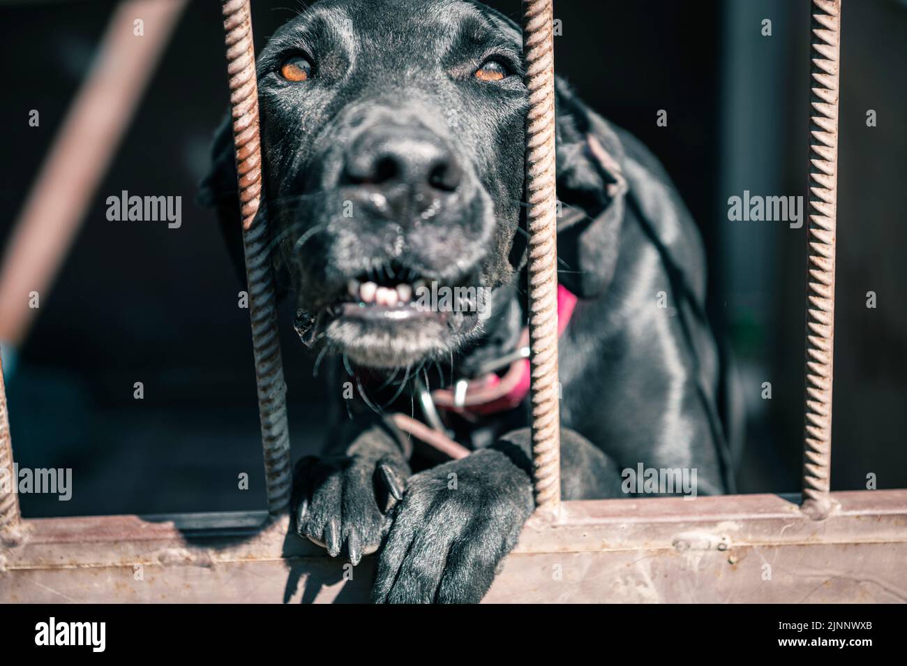 Dog in animal shelter waiting for adoption. Portrait of black homeless