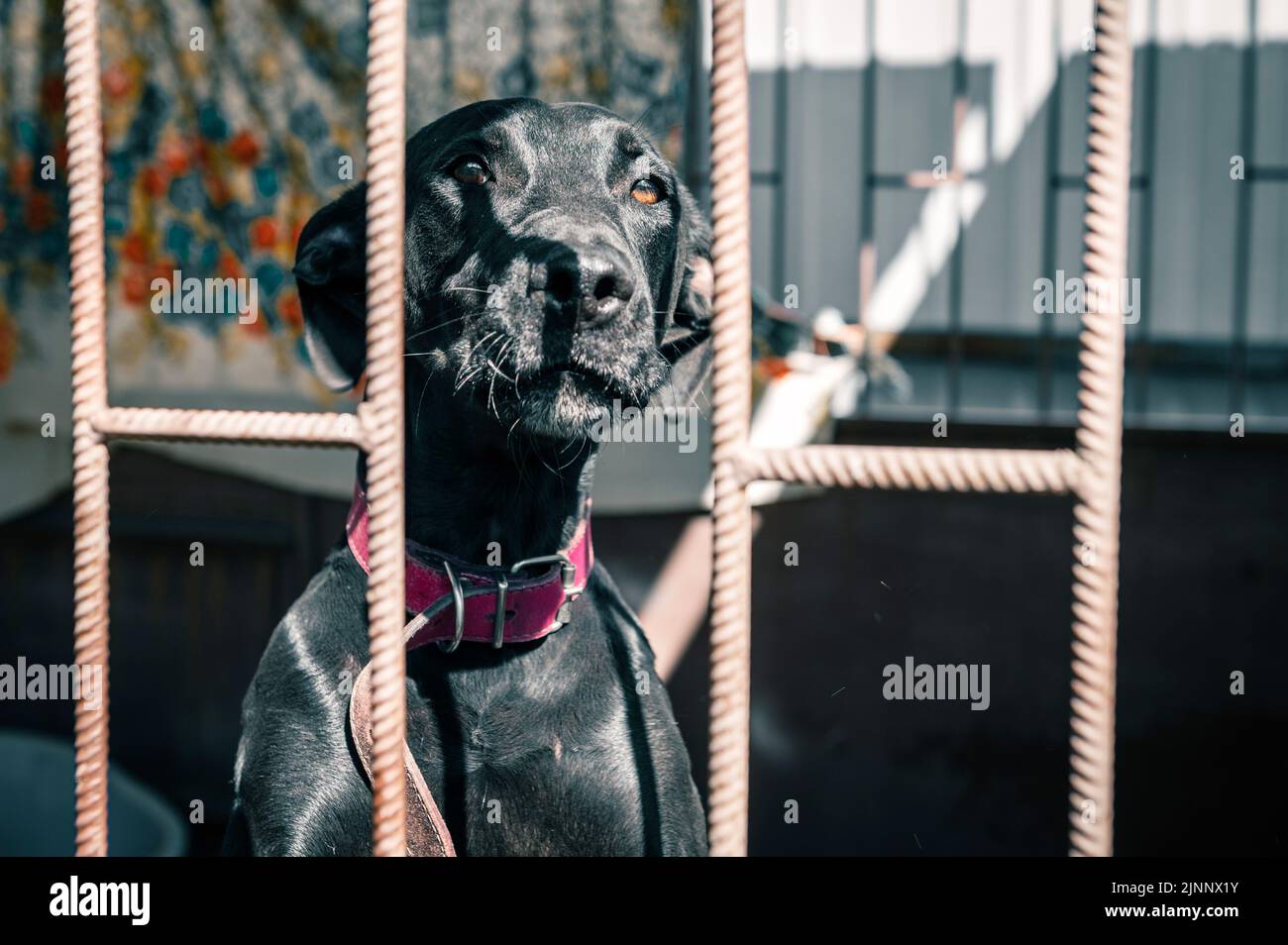 Dog in animal shelter waiting for adoption. Portrait of black homeless