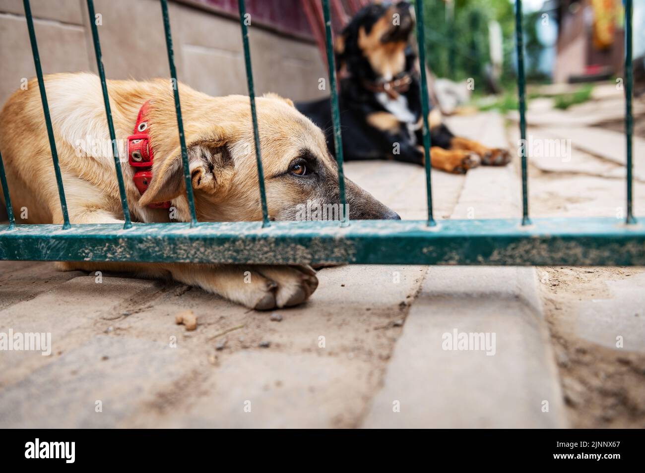 Dog in animal shelter waiting for adoption. Portrait of red homeless