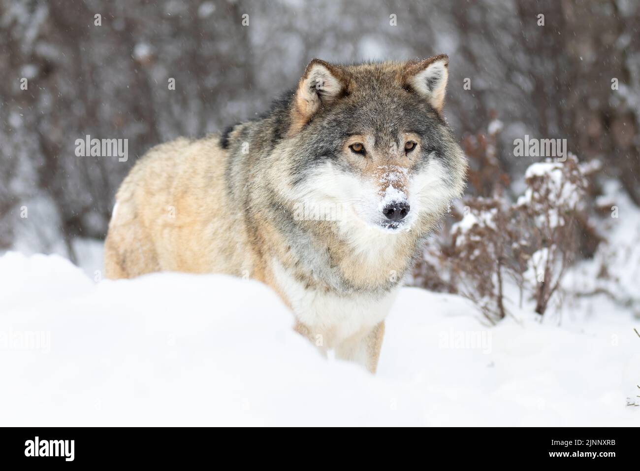 Beautiful alpha male wolf stands in the snow in beautiful winter forest Stock Photo