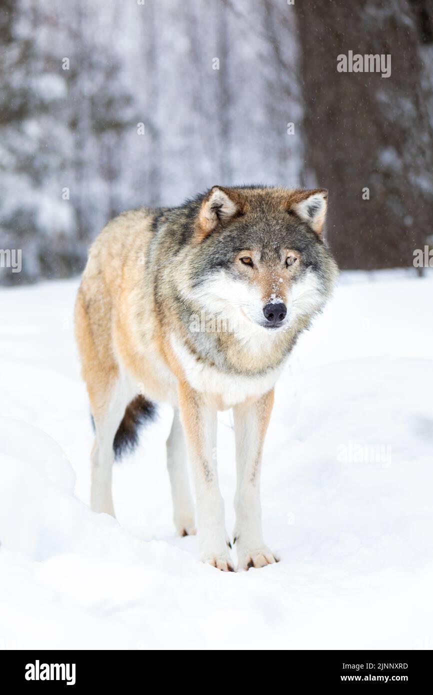 Male wolf stands in the snow in beautiful winter forest Stock Photo